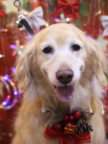 20231220ヒナちゃん